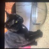 Foto del gato perdido en Gascogne