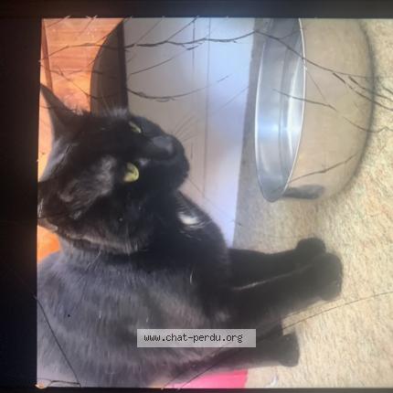 Foto 1/1 Ulysse Chat perdido en Gascogne