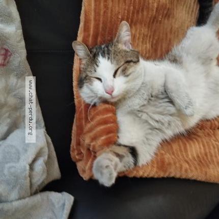 Foto 1/1 Simba Chat perdido en Venissieux