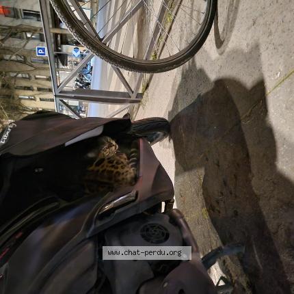 Foto 1/1 Gato encontrado Encontrado en Paris