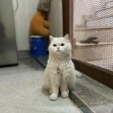 Foto del gato perdido en Agra