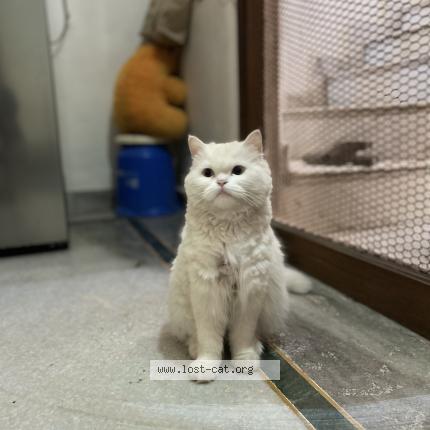 Foto 1/1 Sheeri Chat perdido en Agra