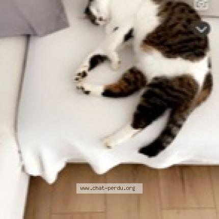 Foto 1/1 Lenny Chat perdido en Genlis