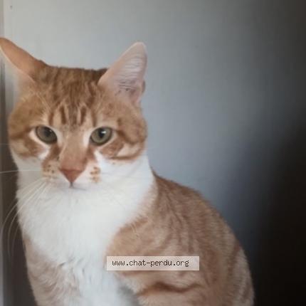 Foto 1/1 Caramel Chat perdido en Meyzieu