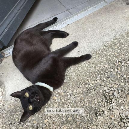 Foto 1/1 Tao Chat perdido en Jussey