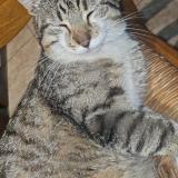 Foto del gato perdido en Lesparre