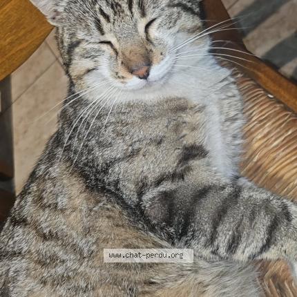 Foto 1/1 Timimi Chat perdido en Lesparre