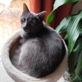 Foto del gato perdido en Flers En Escrebieux