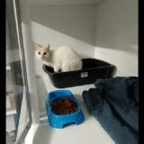 Foto de gato encontrado en St Just