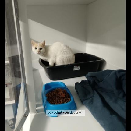 Foto 1/1 Gato encontrado Encontrado en St just