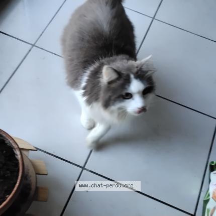 Foto 1/1 Mimi Chat perdido en Montauban