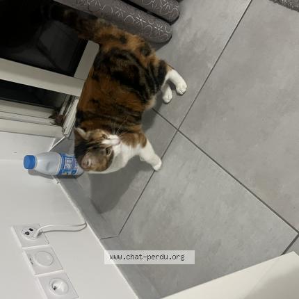 Foto 1/1 Gato encontrado Encontrado en La chapelle sur erdre