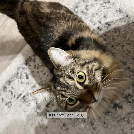 Foto 1/1 Mira Chat perdido en Bordeaux