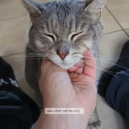 Foto 1/1 Kiska Chat perdido en Champanges