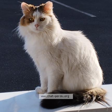 Foto 1/1 CURTIS Chat perdido en Nantes