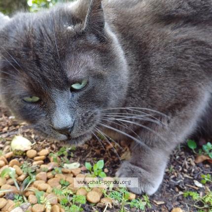 Foto 1/1 Gato encontrado Encontrado en Le plessis bouchard