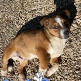 Foto del gato perdido en Mougins