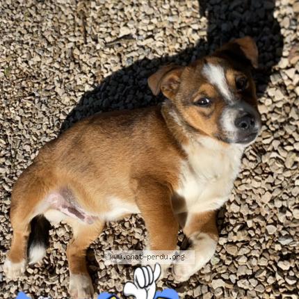 Foto 1/1 Schweppes Chat perdido en Mougins