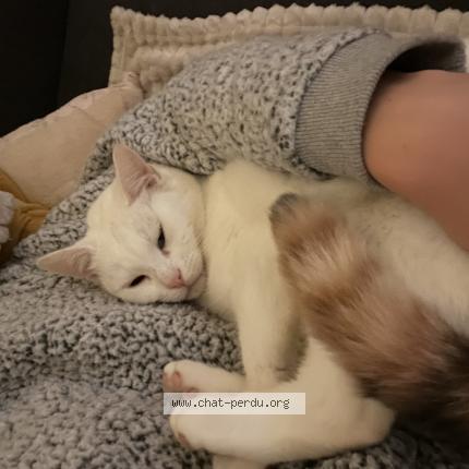 Foto 1/1 Nala Chat perdido en Melgven