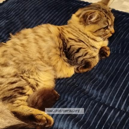 Foto 1/1 Poppy Chat perdido en Moulon