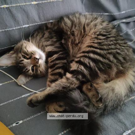 Foto 1/1 Lupin Chat perdido en Mehun sur yevre