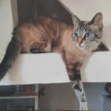 Foto del gato perdido en Montaut