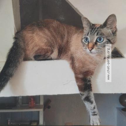 Foto 1/1 Camaïs Chat perdido en Montaut