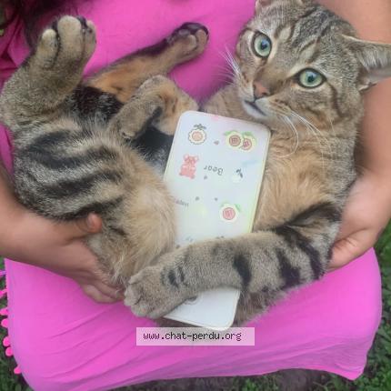 Foto 1/1 Couscous Chat perdido en Colomiers