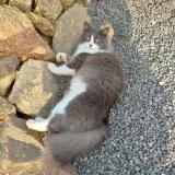 Foto del gato perdido en Cugand