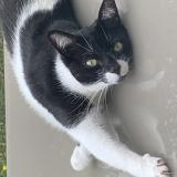 Foto del gato perdido en Mantes La Ville