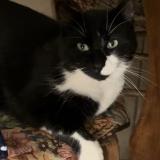 Foto del gato perdido en Leugny