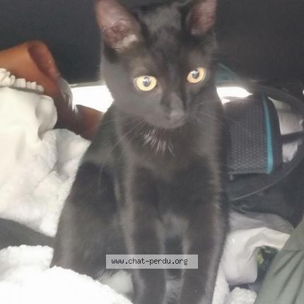 Foto 1/1 Vinyl - Mimi Chat perdido en Beaucaire