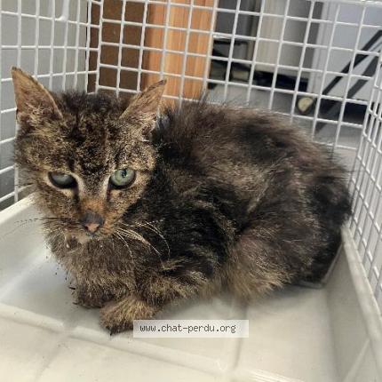 Foto 1/1 Gato encontrado Encontrado en Wattrelos