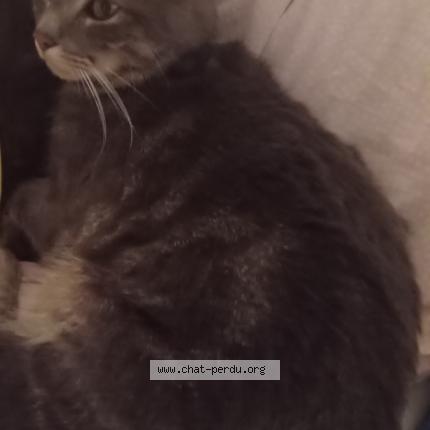 Foto 1/1 Simba Chat perdido en Morancez