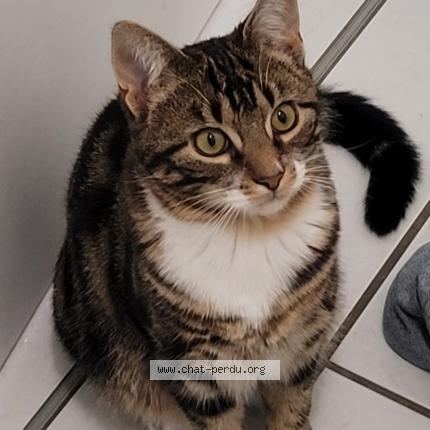 Foto 1/1 Ronron Chat perdido en Saint pierre des corps