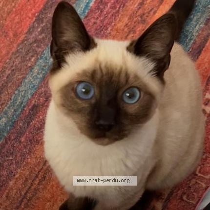 Foto 1/1 Simba Chat perdido en El hadjar annaba