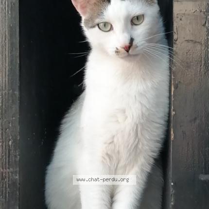 Foto 1/1 Gato encontrado Perdido en Uchizy