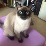 Foto del gato perdido en Saint Philbert De Grand Lieu