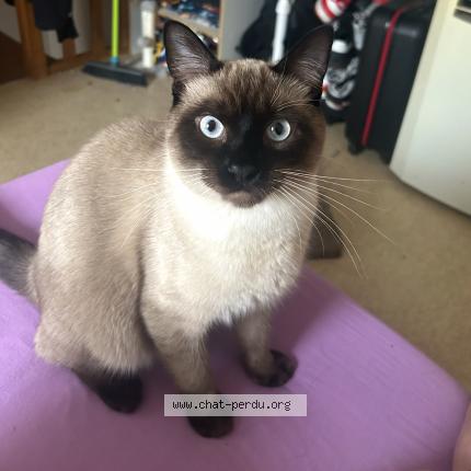 Foto 1/1 Willow Chat perdido en Saint philbert de grand lieu