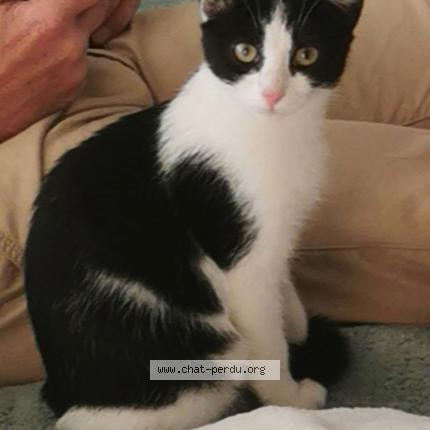 Foto 1/1 Loulou Chat perdido en Toulenne