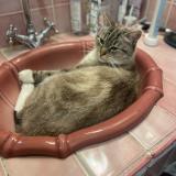 Foto del gato perdido en Bains Sur Oust