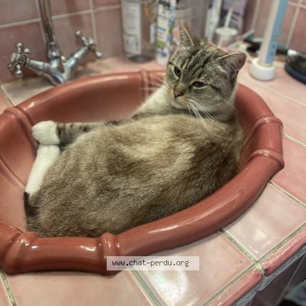 Foto 1/1 Popeye Chat perdido en Bains sur oust