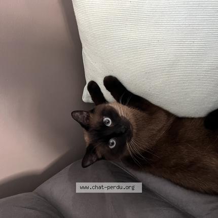 Foto 1/1 Mimine Chat perdido en Beuvrages