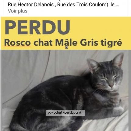 Foto 1/1 Rosco Chat perdido en Mons