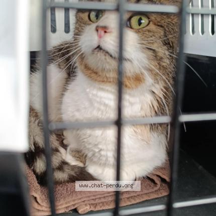 Foto 1/1 Gato encontrado Encontrado en Camiers