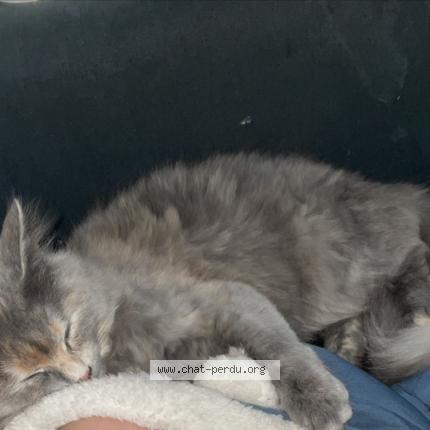 Foto 1/1 Céra Chat perdido en Villeneuve d ascq