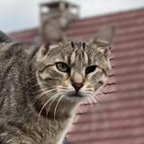 Foto del gato perdido en Vessy