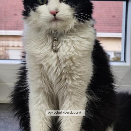 Foto 1/1 V&eacute;nom Chat perdido en Seloncourt