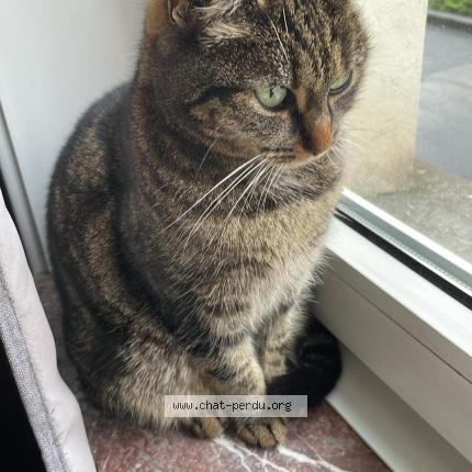 Foto 1/1 Marceline Chat perdido en Anderlecht