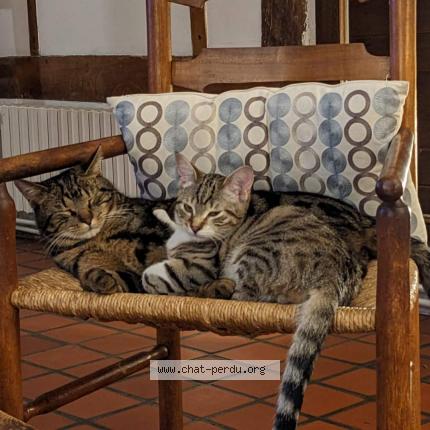 Foto 1/1 TITUS Chat perdido en Caumont